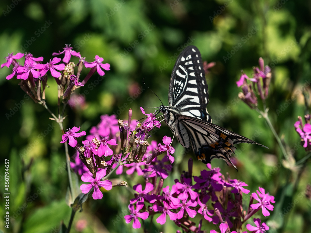 Chinese Yellow Swallowtail on pink flowers 2 Chinese Yellow Swallowtail on pink flowers 2