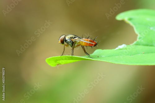 a mintho fly on a leaf, macro, photography, insect, close up.