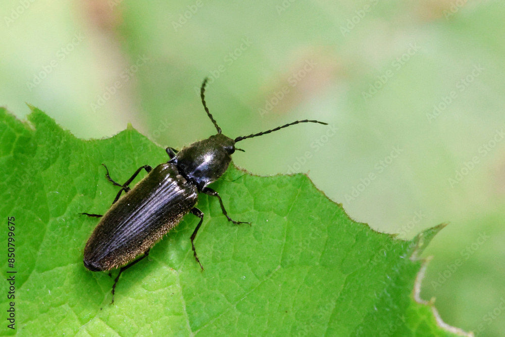 Liotrichus Liotrichus