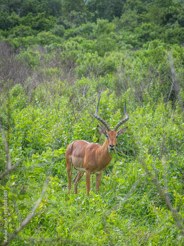 Nyala dans la réserve naturelle d'Addo en Afrique du Sud