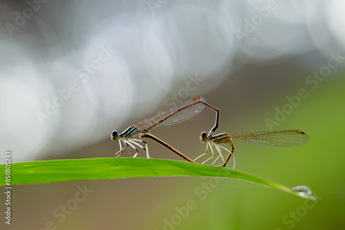 dragonfly mating