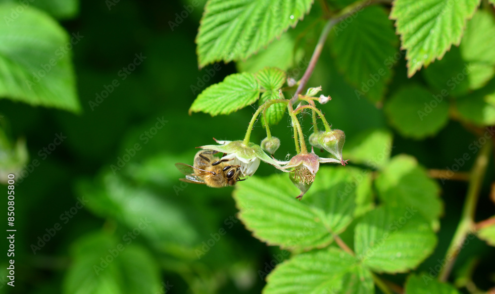 a bee flying through a green bush and collecting nectar a bee flying through a green bush and collecting nectar