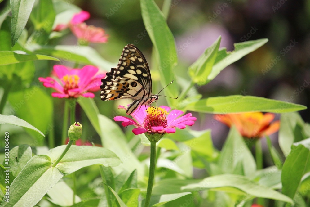 Butterfly and red and pink flowers Butterfly and red and pink flowers