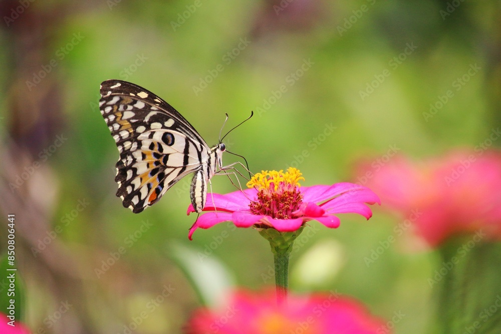 Butterfly and red and pink flowers Butterfly and red and pink flowers