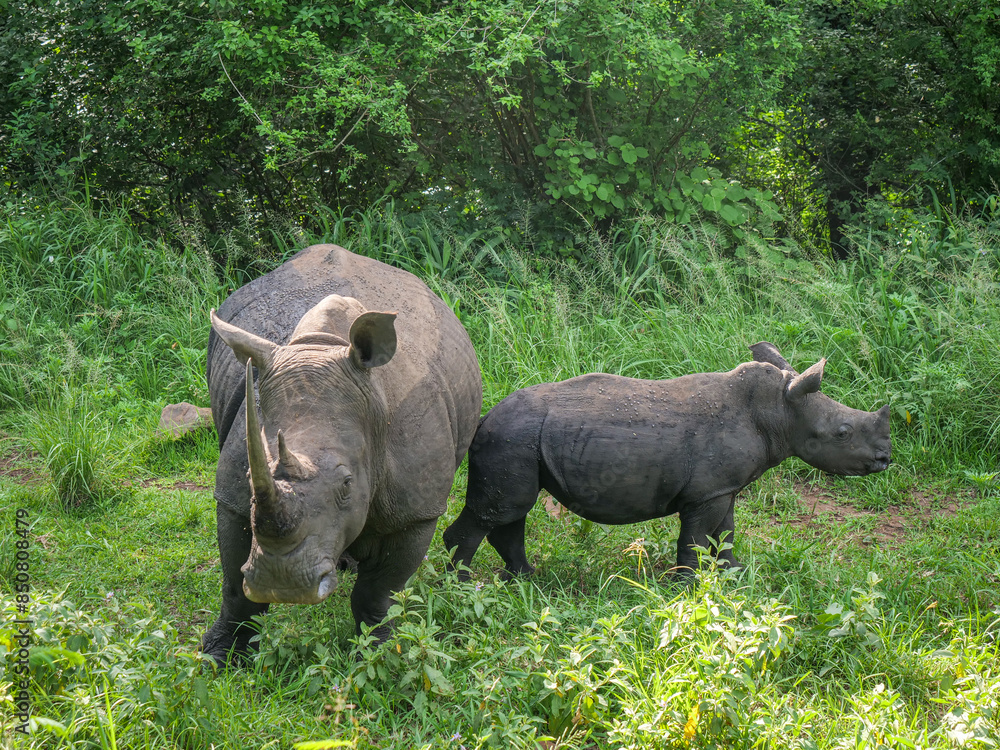 Naklejka premium Rhinocéros en liberté dans la réserve naturelle d'Addo. en Afrique du Sud