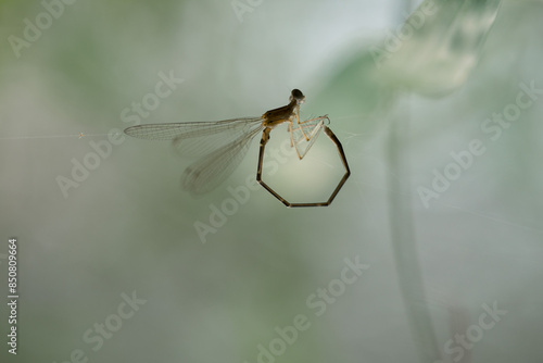 dragonfly mating