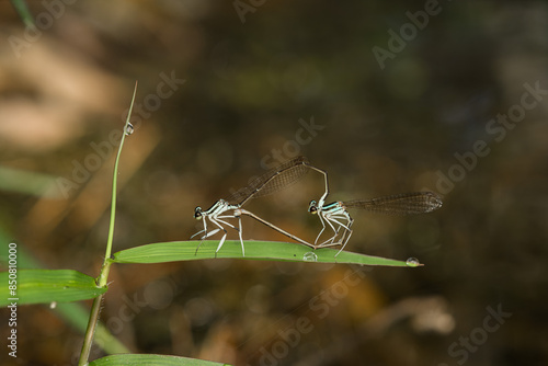 dragonfly mating