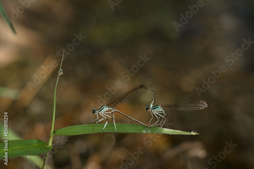 dragonfly mating