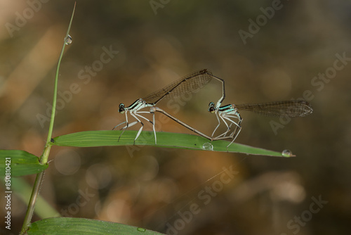 dragonfly mating