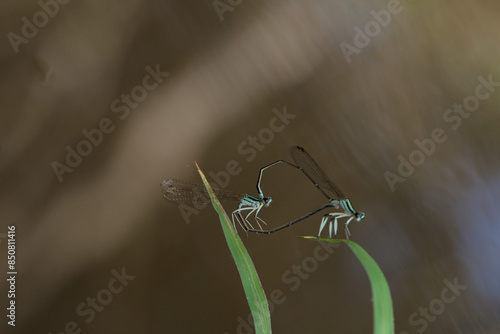 dragonfly mating
