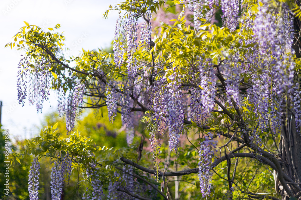 Selective focus of purple flowers Wisteria sinensis or Blue rain. Flowering Japanese Wisteria tree in garden. Beautiful outdoor floral background Selective focus of purple flowers Wisteria sinensis or Blue rain. Flowering Japanese Wisteria tree in garden. Beautiful outdoor floral background