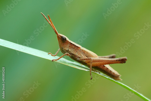 a grasshopper perched on a grass leaf, macro, photography, insect, close up.