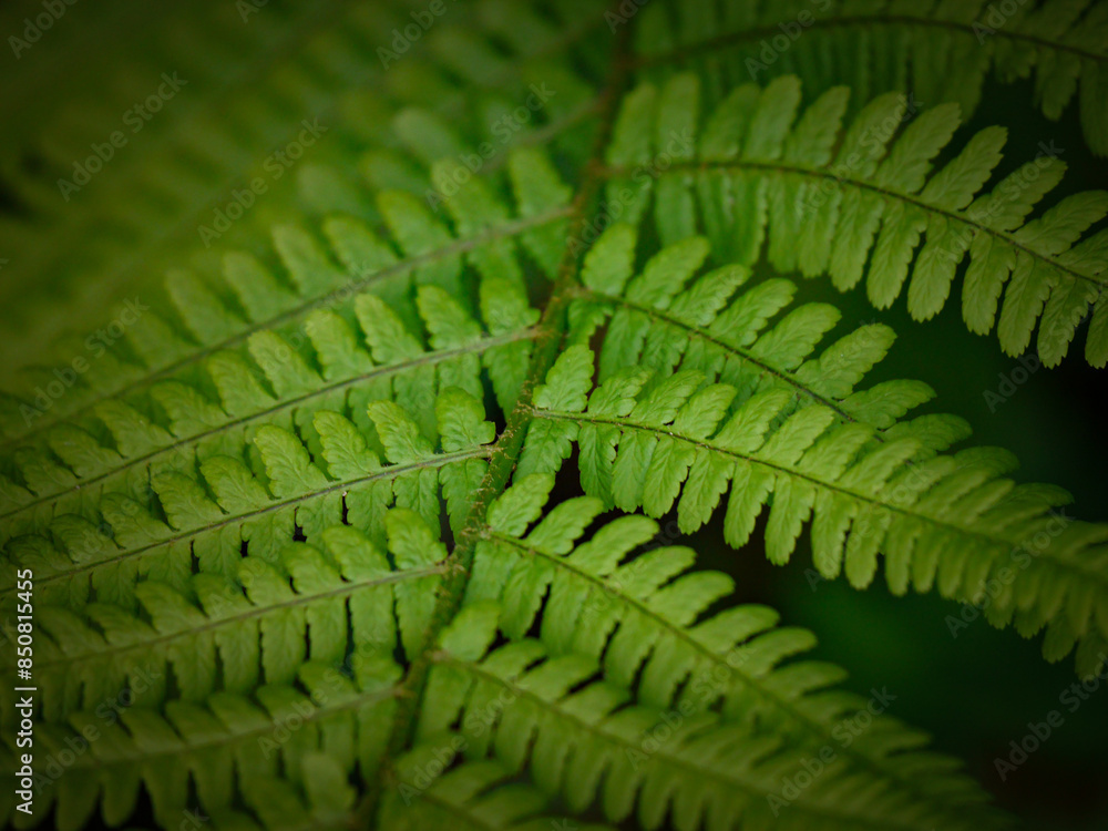 Full frame shot of fern leaves Full frame shot of fern leaves