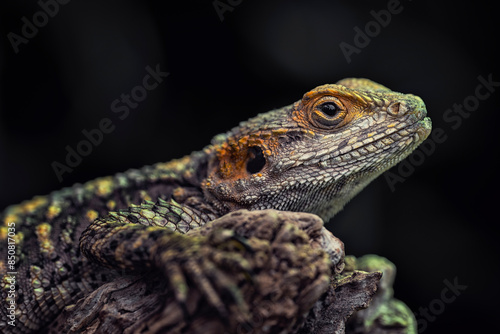 Close-up of an agamid lizard Laudakia stellio or Stellagama stellio, also named stellion, painted dragon or star lizard. photo