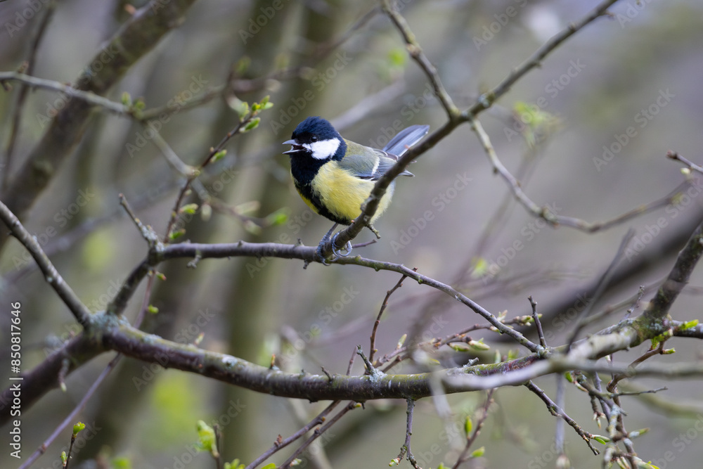 Great Tit perched on a twig, County Durham, England, UK. Great Tit perched on a twig, County Durham, England, UK.