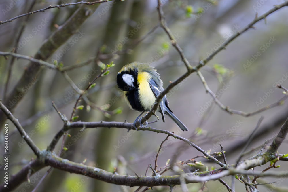 Great Tit perched on a twig, County Durham, England, UK. Great Tit perched on a twig, County Durham, England, UK.