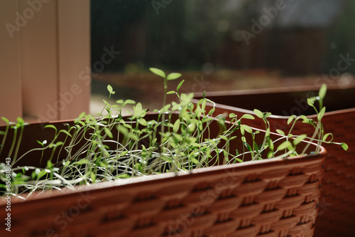 Micro green spinach sprouts leaves on a red tray. Plant based at home-grown produce, nutritious super food eco friendly. Copy space.