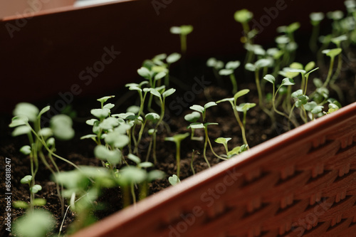 Closeup shot of micro green arugula sprouts leaves. Plant based at home-grown produce, super food eco friendly. 