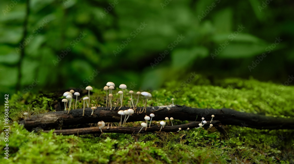 Tiny mushrooms Strobilurus esculentus grow in forest close up, abstract natural background. nature image. ecology, organic, forest day, save earth concept. Tiny mushrooms Strobilurus esculentus grow in forest close up, abstract natural background. nature image. ecology, organic, forest day, save earth concept.