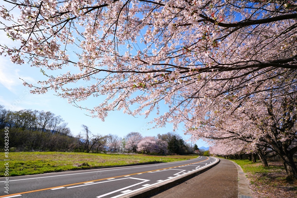 Fototapeta premium 桜咲く道