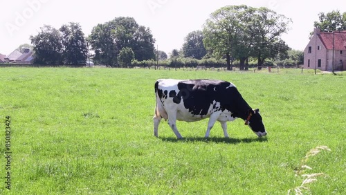 Black and white Holstein Friesian cow in Belgium grazes on a pasture with green grass, breed of high productivity dairy cattle, High quality 4k footage