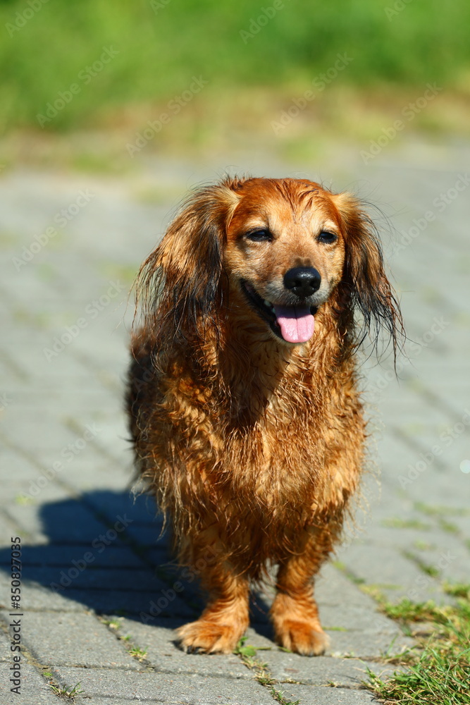 a brown dog stands calmly on the path with its tongue out a brown dog stands calmly on the path with its tongue out