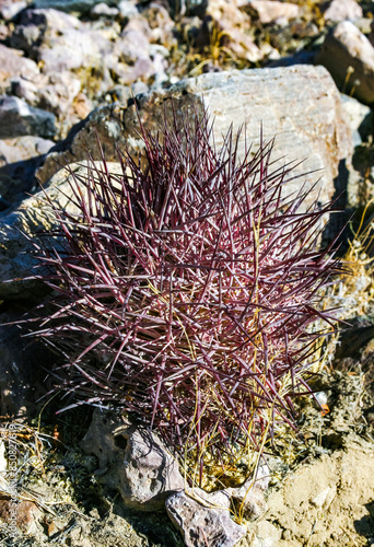 Echinomastus johnsonii (Sclerocactus), rare species of rock desert cactus photo