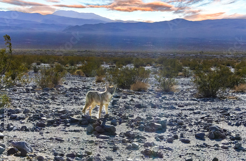 An American Coyote (Canis Latrans) near the road in Death Valley