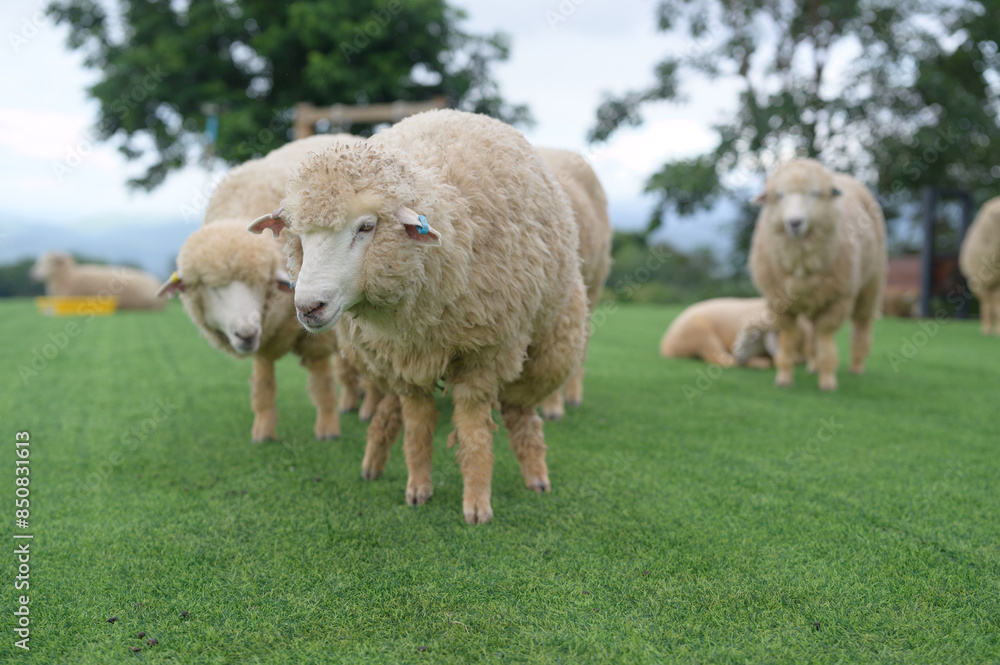 Naklejka premium A warm flock of sheep gathered together in the fields with tall mountains as the backdrop.