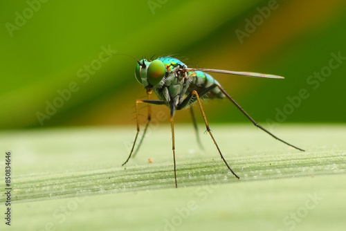 a Condylostylus fly in the wild, macro, photography, insect, close up.