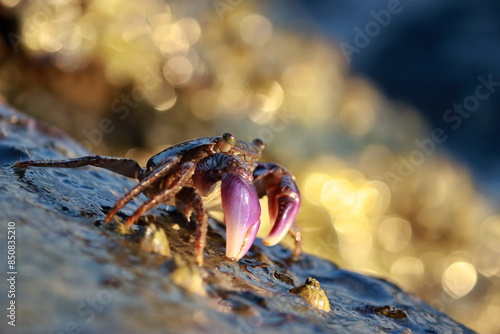 A crab on a rock by the sea with golden afternoon sunlight reflected in the crashing waves