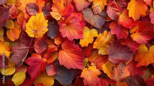 Fototapeta Naklejka Na Ścianę i Meble -  Colorful autumn leaves, a carpet of fall splendor, warm and inviting for seasonal themes