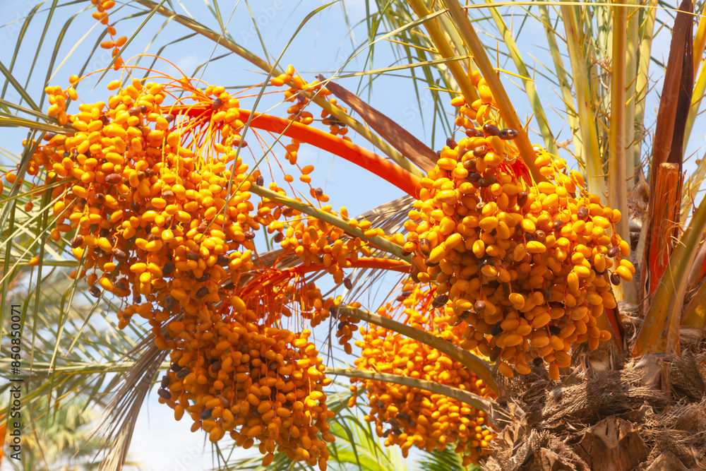 Date palm with ripening fruits on it. Date palm with ripening fruits on it.