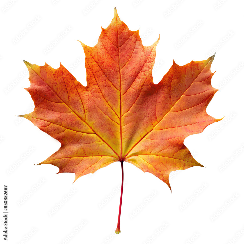maple leaf as an autumn symbol isolated on a transparent background maple leaf as an autumn symbol isolated on a transparent background