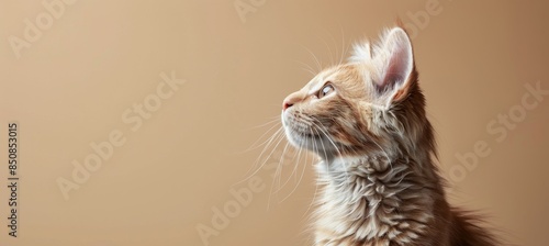 Maine Coon Cat Looking Up In A Room
