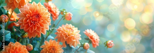 Peach Dahlias Blooming in a Garden on a Summer Day