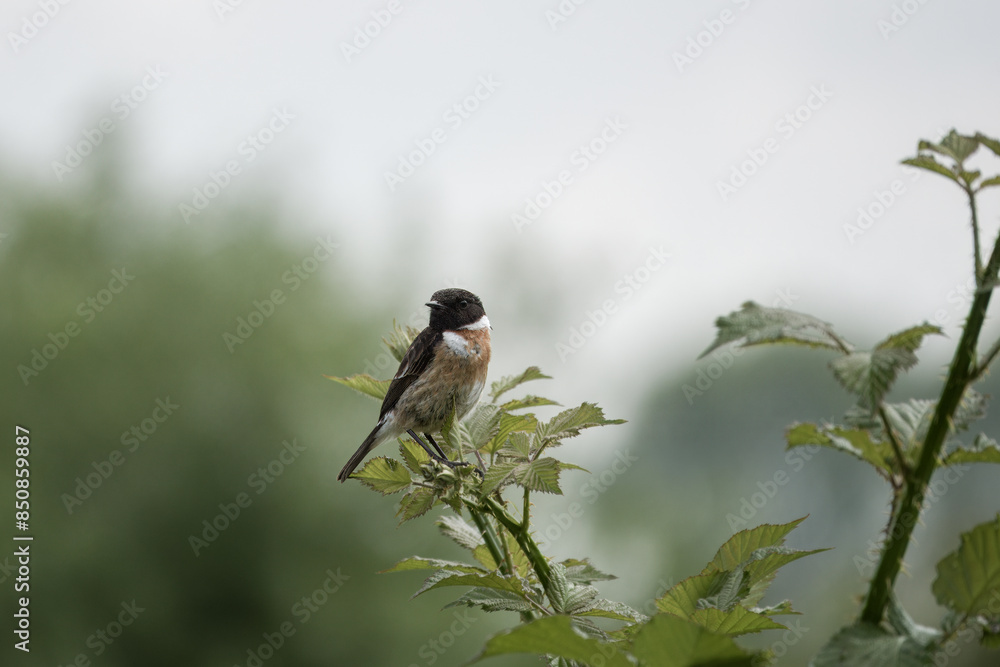 male Stonechat saxicola rubicola perched on a bramble with a blurred background male Stonechat saxicola rubicola perched on a bramble with a blurred background