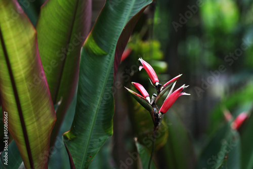 Beautiful Heliconia metallica flower blooming in tropical garden photo