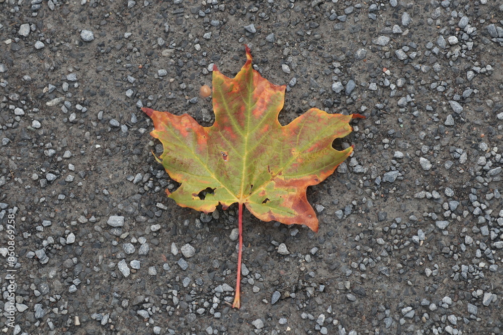 maple leaf on the ground