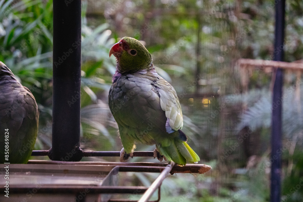 Atention bird