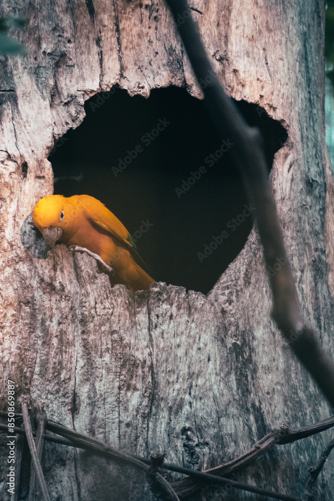 Home bird