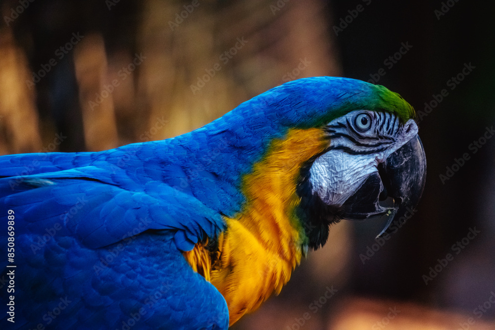 Arara colors