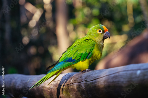 chill parrot