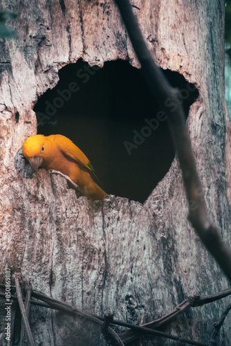 Obraz na płótnie Home bird w salonie