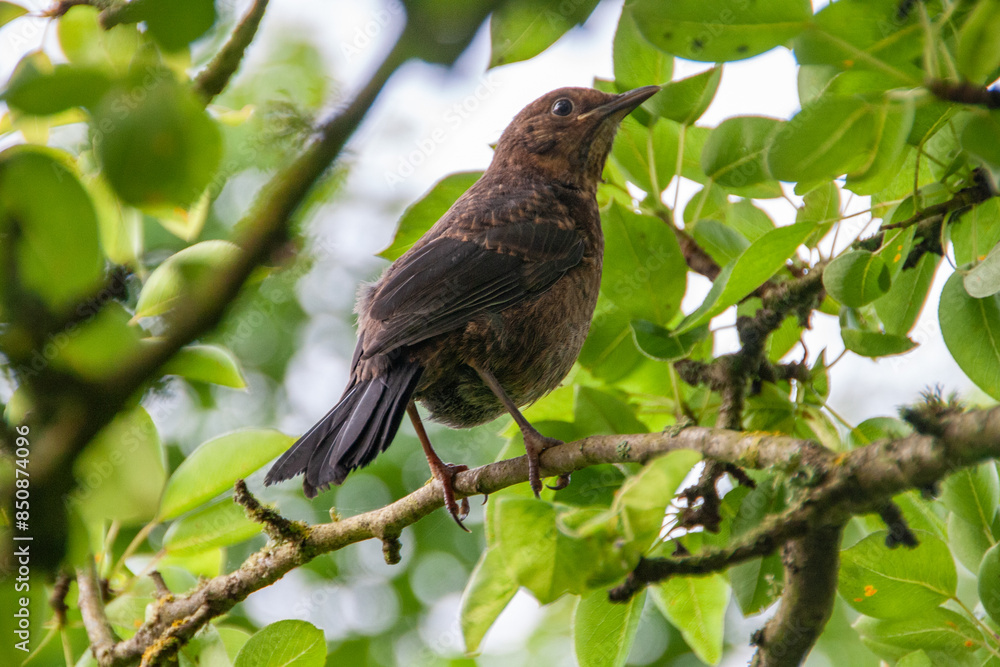 Eine weibliche Amsel sitzt aufmerksam im Baum auf einem Ast. Eine weibliche Amsel sitzt aufmerksam im Baum auf einem Ast.