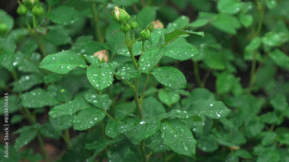 Raindrops on the green leaves of a wet rose bush plant with flower buds in the garden on a rainy summer day Raindrops on the green leaves of a wet rose bush plant with flower buds in the garden on a rainy summer day