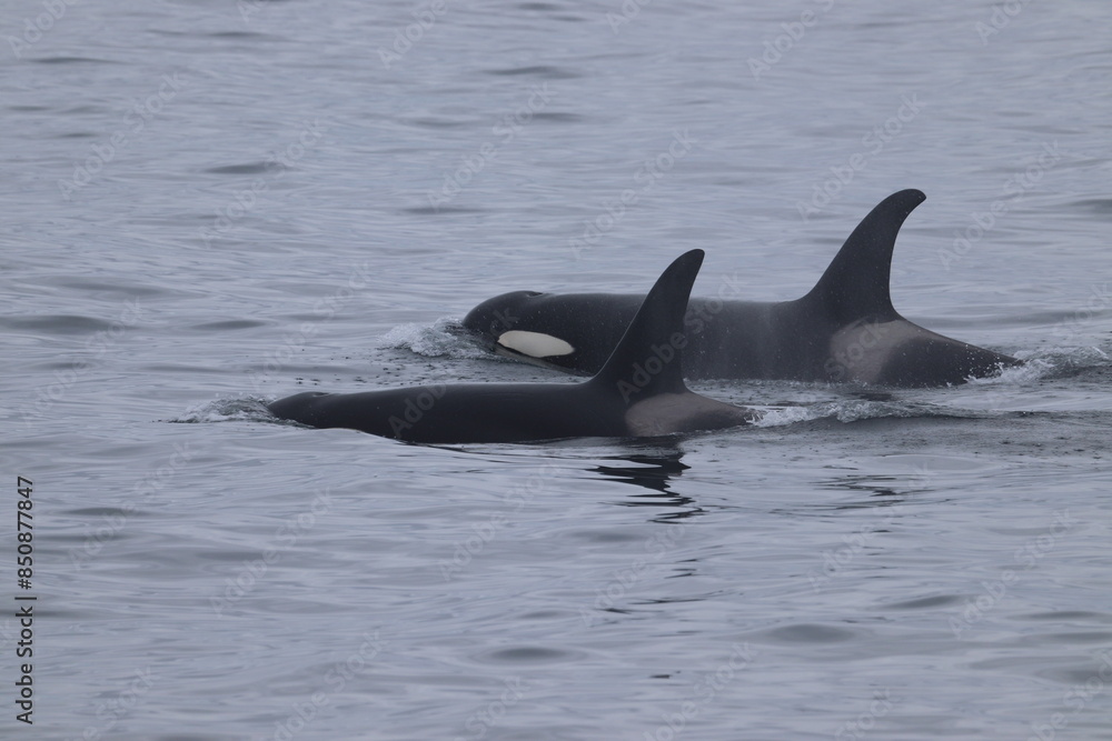 Fototapeta premium Two Orca, Killer Whales, side by side swimming from right to left