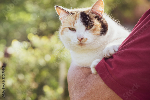 Cat is sitting in the arms of an elderly man and looking at the camera against outdoor nature background. photo