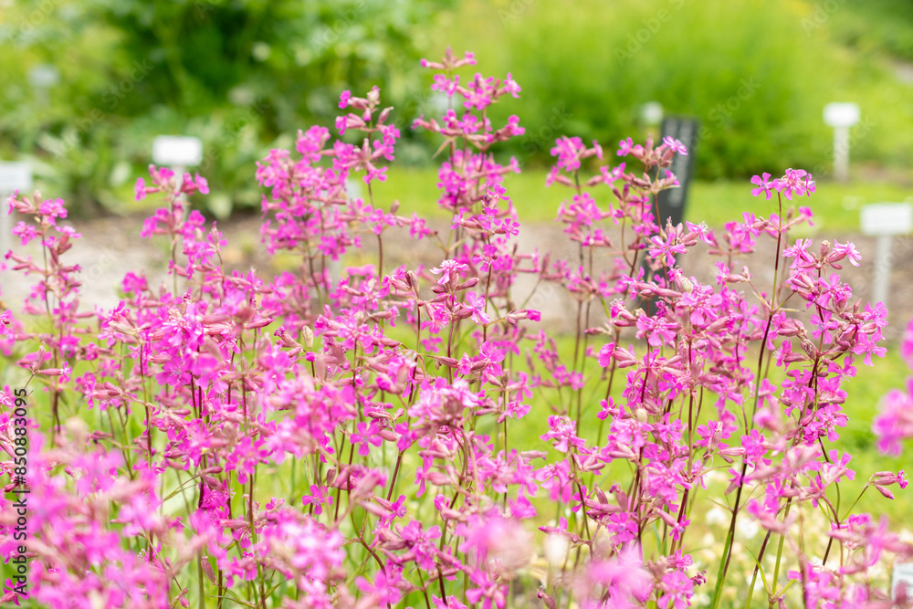 Sticky catchfly or Silene Viscaria plant in Saint Gallen in Switzerland Sticky catchfly or Silene Viscaria plant in Saint Gallen in Switzerland