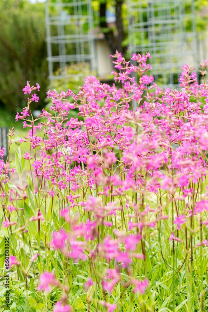 Sticky catchfly or Silene Viscaria plant in Saint Gallen in Switzerland Sticky catchfly or Silene Viscaria plant in Saint Gallen in Switzerland